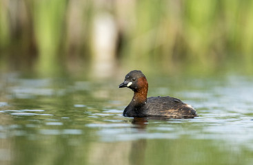 Little grebe (Tachybaptus ruficollis)