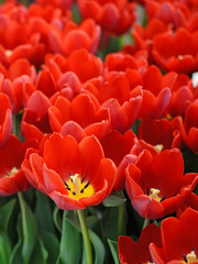 Fototapeta premium A lot of red tulips with green stems, close-up
