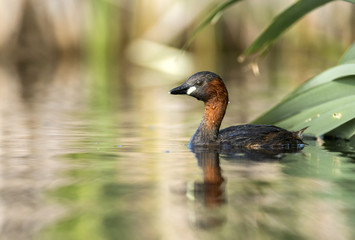 Little grebe (Tachybaptus ruficollis)