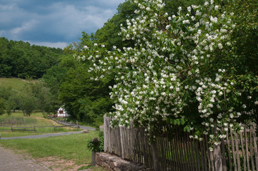 weiss-bl&uuml;hender strauch in einem vorgarten