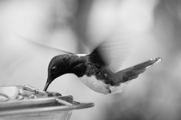 Hummingbird in black and white