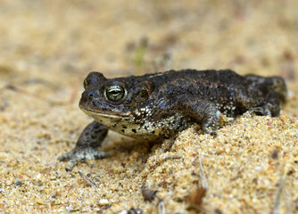 Natterjack toad (Bufo calamita)