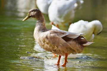ducks