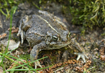 Natterjack toad (Bufo calamita)