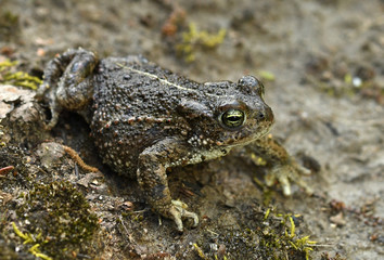 Natterjack toad (Bufo calamita)