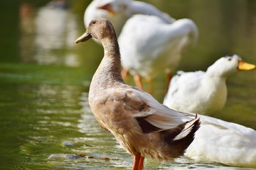 duck