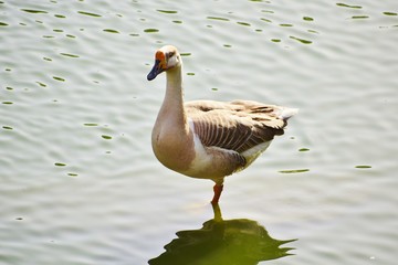 duck