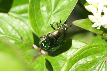 Cétoine dorée (Cetonia aurata)