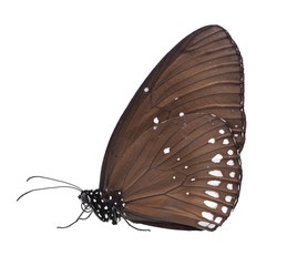 butterfly isolated on white background