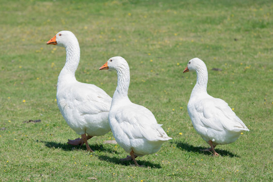 A flock of domestic geese walking in the meadow