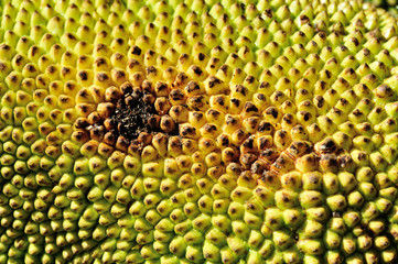 jackfruit background