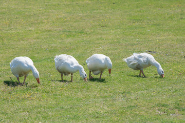 A flock of geese on pasture