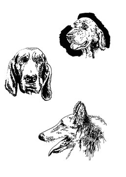 Ilustraci&oacute;n a mano de perros