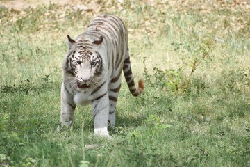 white tiger