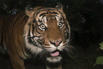 Obraz premium atak tygrysa