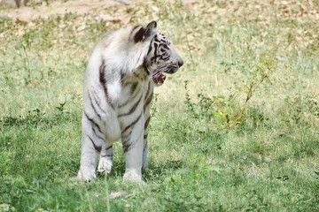 white tiger