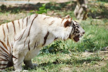 white tiger