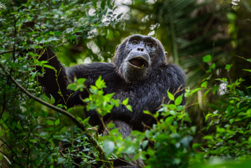 (Pan troglodytes) is an African ape.