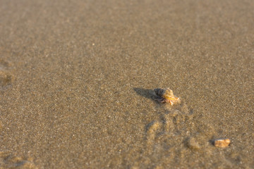 baby crab crowd