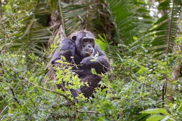(Pan troglodytes) is an African ape.