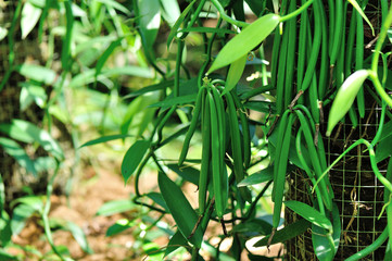 green vanilla plants and fruits in growth at garden