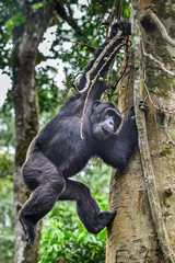 (Pan troglodytes) is an African ape.