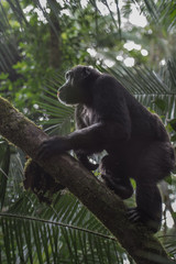 (Pan troglodytes) is an African ape.