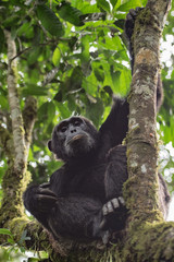 (Pan troglodytes) is an African ape.
