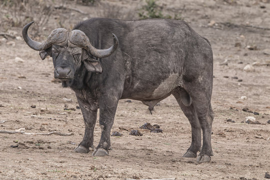 african bufflo