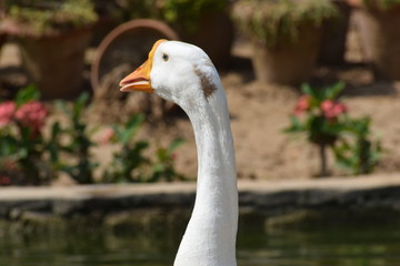 goose