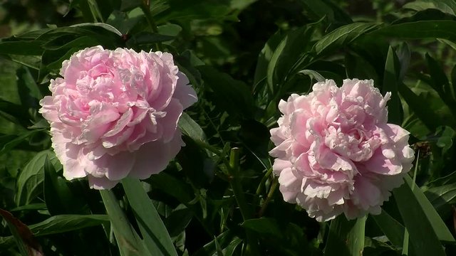 Zwei hellrosa Pfingstrosenbl&uuml;ten bewegen sich im Wind