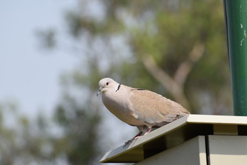 dove