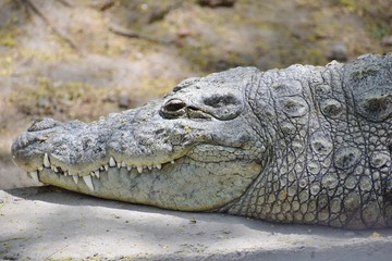 crocodile
