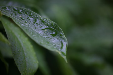 rain drops on leaves