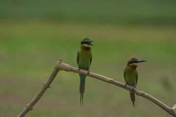 beautiful bird Blue tailed Bee eater