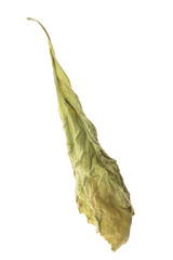 Dry out leaf / View of dry out leaf on white background.
