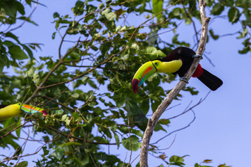 keel-billed toucan Ramphastos sulfuratus © wollertz