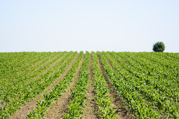 Fototapeta na wymiar Green field of young corn crops