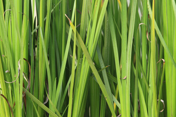 grass textured for background