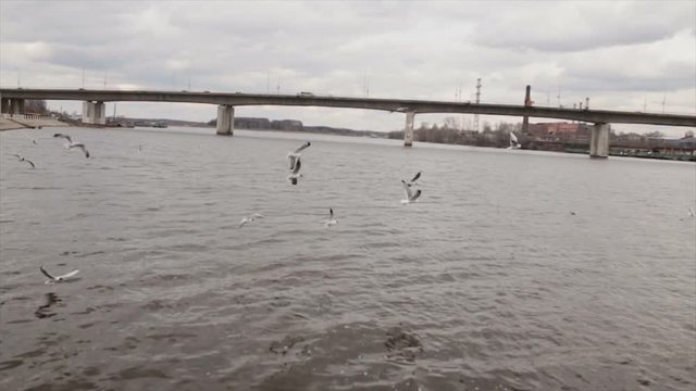 Gulls in slow motion over the river