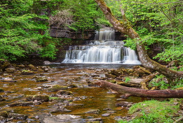 Fototapeta premium Cotter Force and Cotterdale Beck / Cotter Force is a small waterfall on Cotterdale Beck, a minor tributary of the River Ure, near the mouth of Cotterdale, a side dale in Wensleydale, North Yorkshire