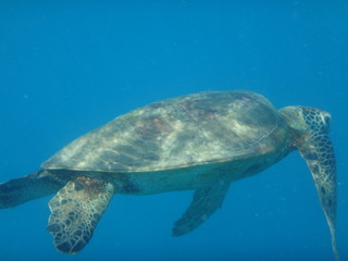 Fototapeta premium Great barrier reef