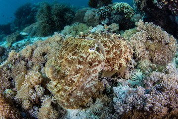 Fototapeta na wymiar Camouflaged Broadclub Cuttlefish in Komodo National Park