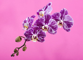 Flower of orchid phalaenopsis close-up on a pink background