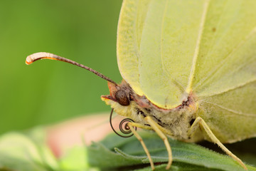 Papillon jaune citron avec sa trompe enroulée et ses antennes tendues, Provence.