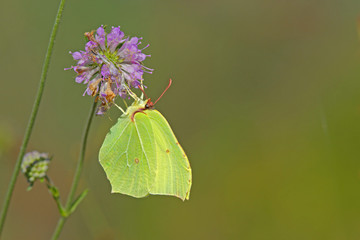 Papillon jaune citron entrain de butiner une fleur mauve, Provence. © fred.do.photo