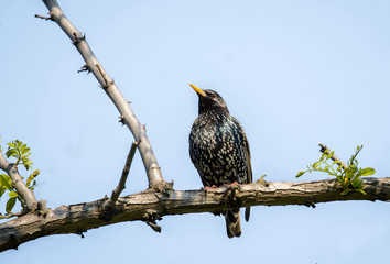 European starling on the branch