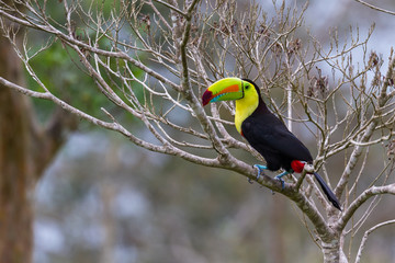 keel-billed toucan Ramphastos sulfuratus