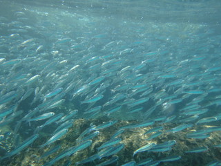 Obraz premium Great barrier reef