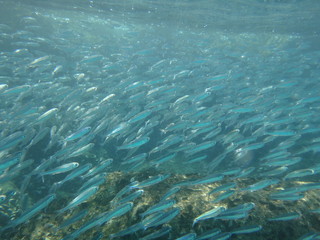 Great barrier reef